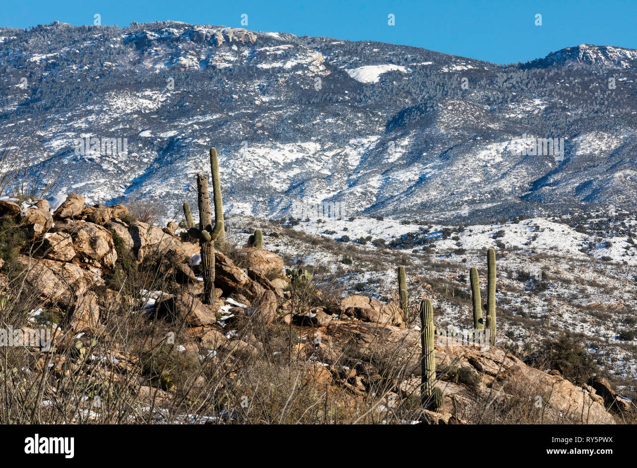 Rincon montagne con neve fresca, cactus Saguaro (Carnegiea gigantea) in primo piano, Redington Pass, Tucson, Arizona Foto Stock