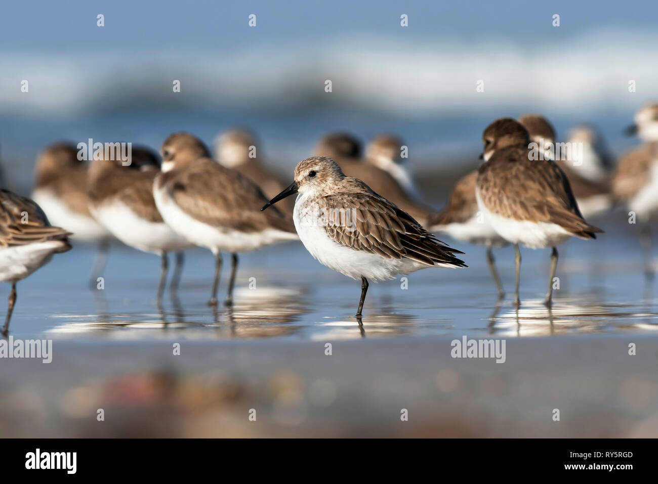 Dunlin, Calidris alpina, Akshi Beach, Alibaug, Maharashtra, India Foto Stock