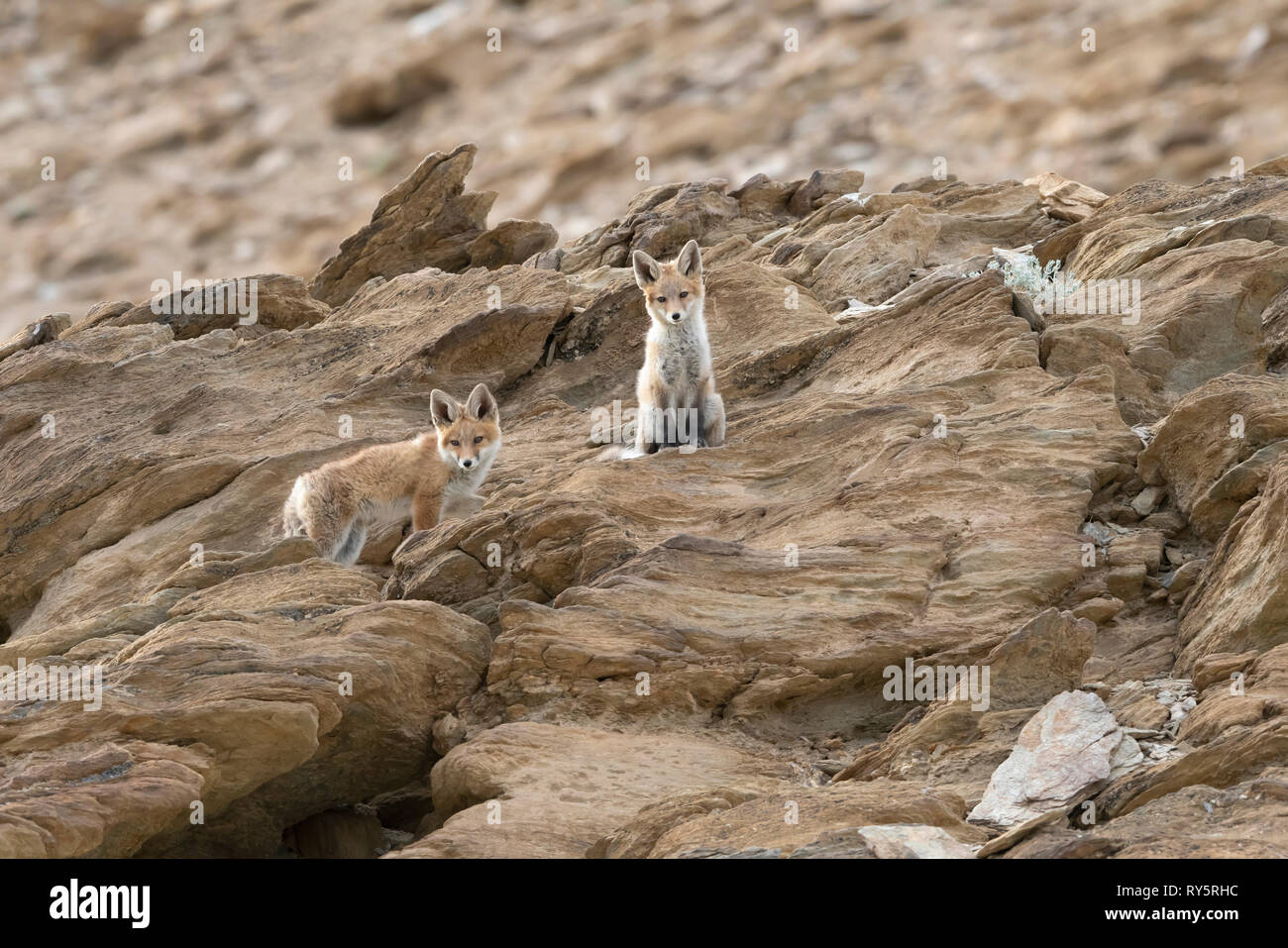 L'Himalayan Red Fox, Vulpes vulpes , Hanle, Leh Ladakh, Jammu e Kashmir India Foto Stock