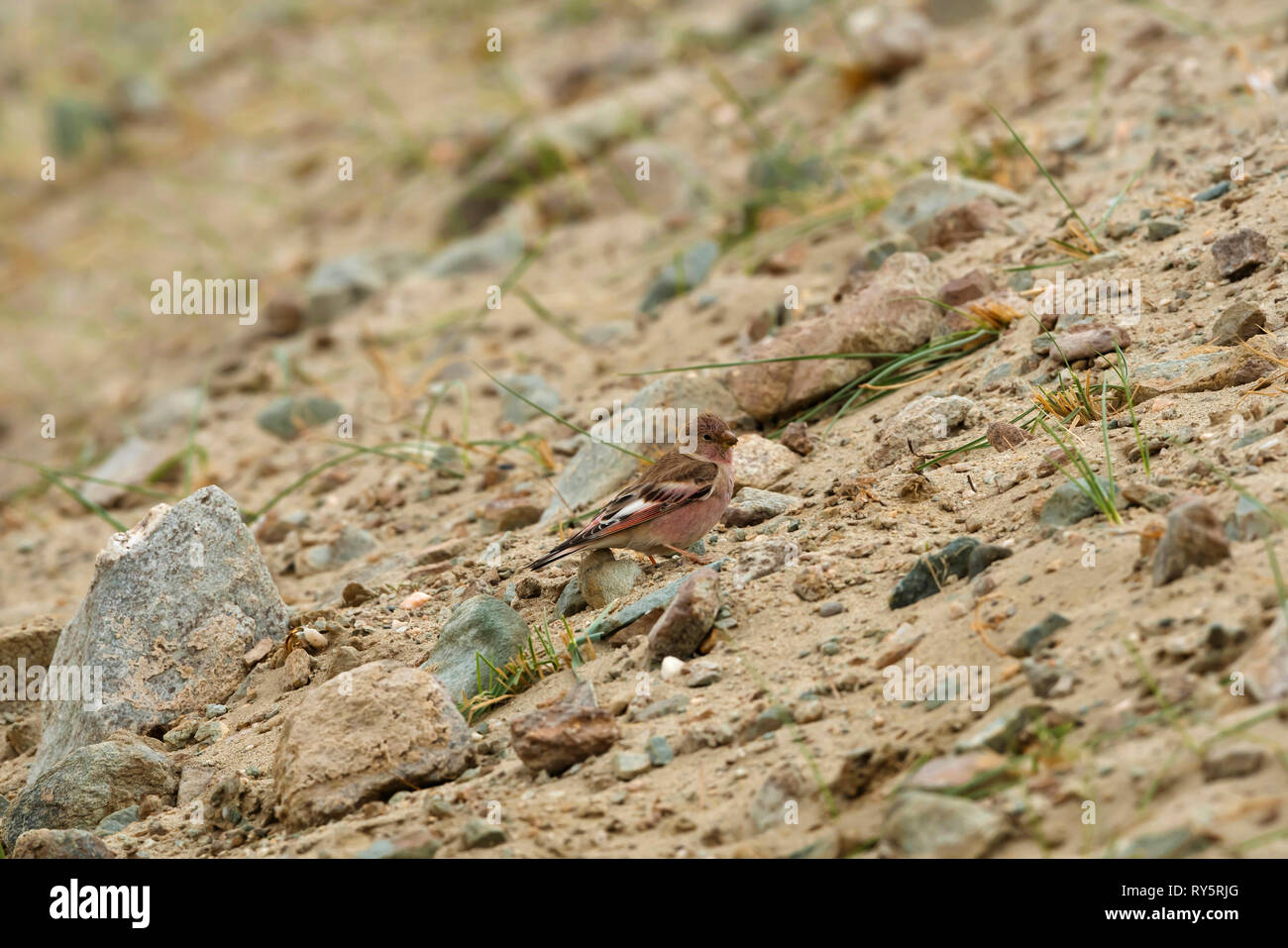 Mangolian Finch, Bucanetes mongolicus, Hanle, Leh Ladakh, Jammu e Kashmir India Foto Stock
