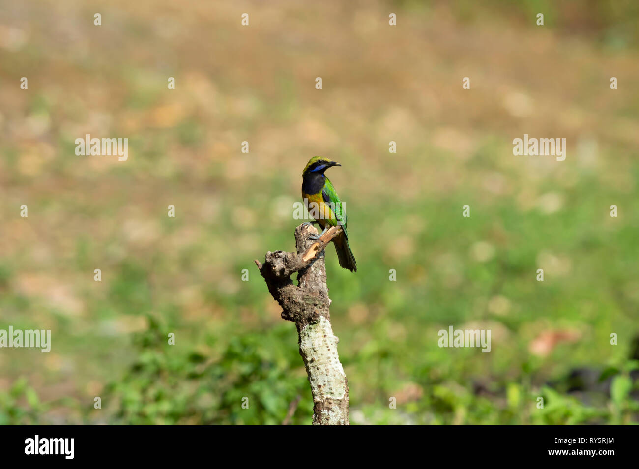 Arancione leafbird panciuto, Chloropsis hardwickii, Sattal, Nainital, Uttarakhand, India Foto Stock