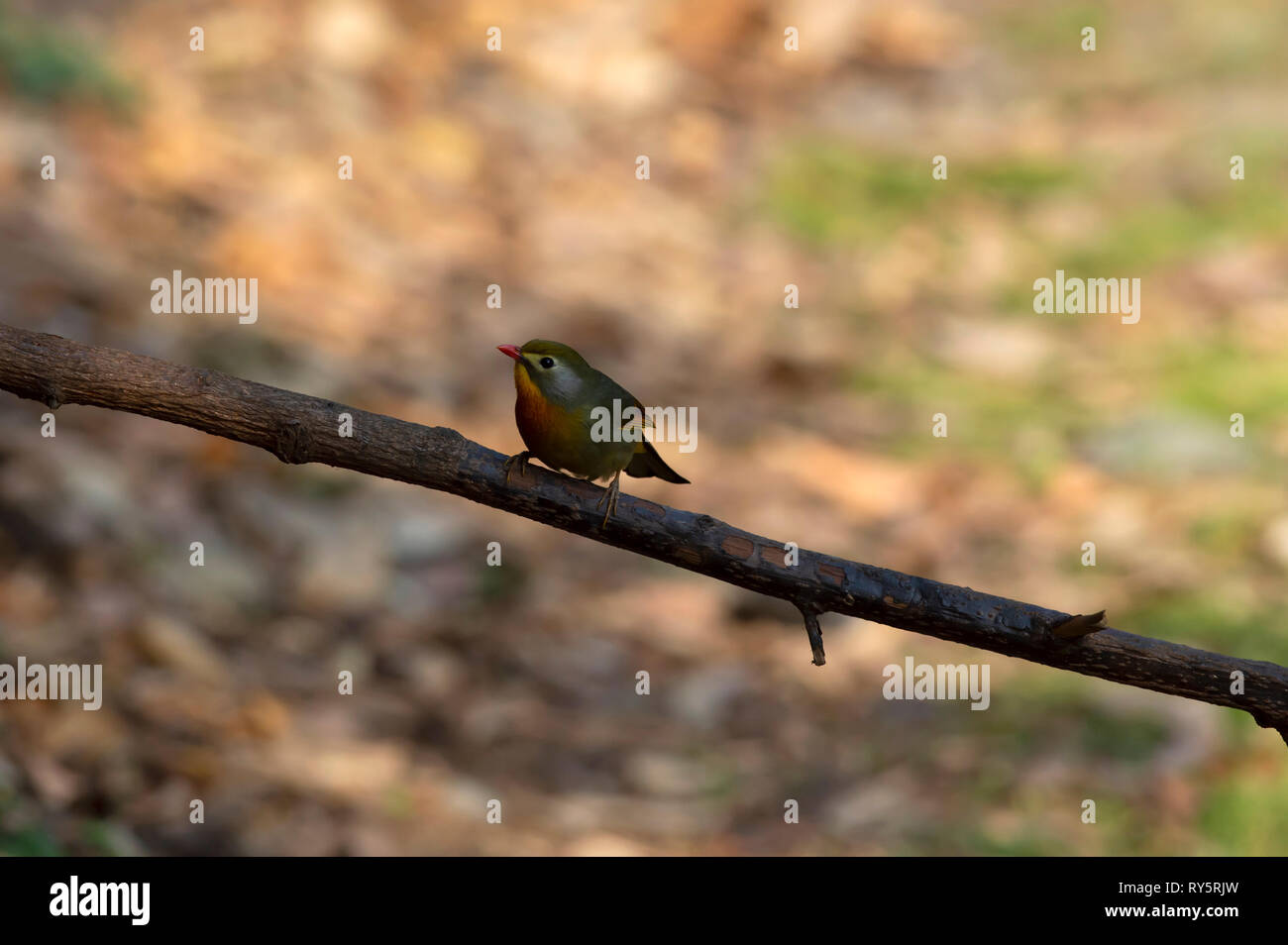 Red fatturati leiothrix, Leiothrix lutea, Sattal, Nainital, Uttarakhand, India Foto Stock