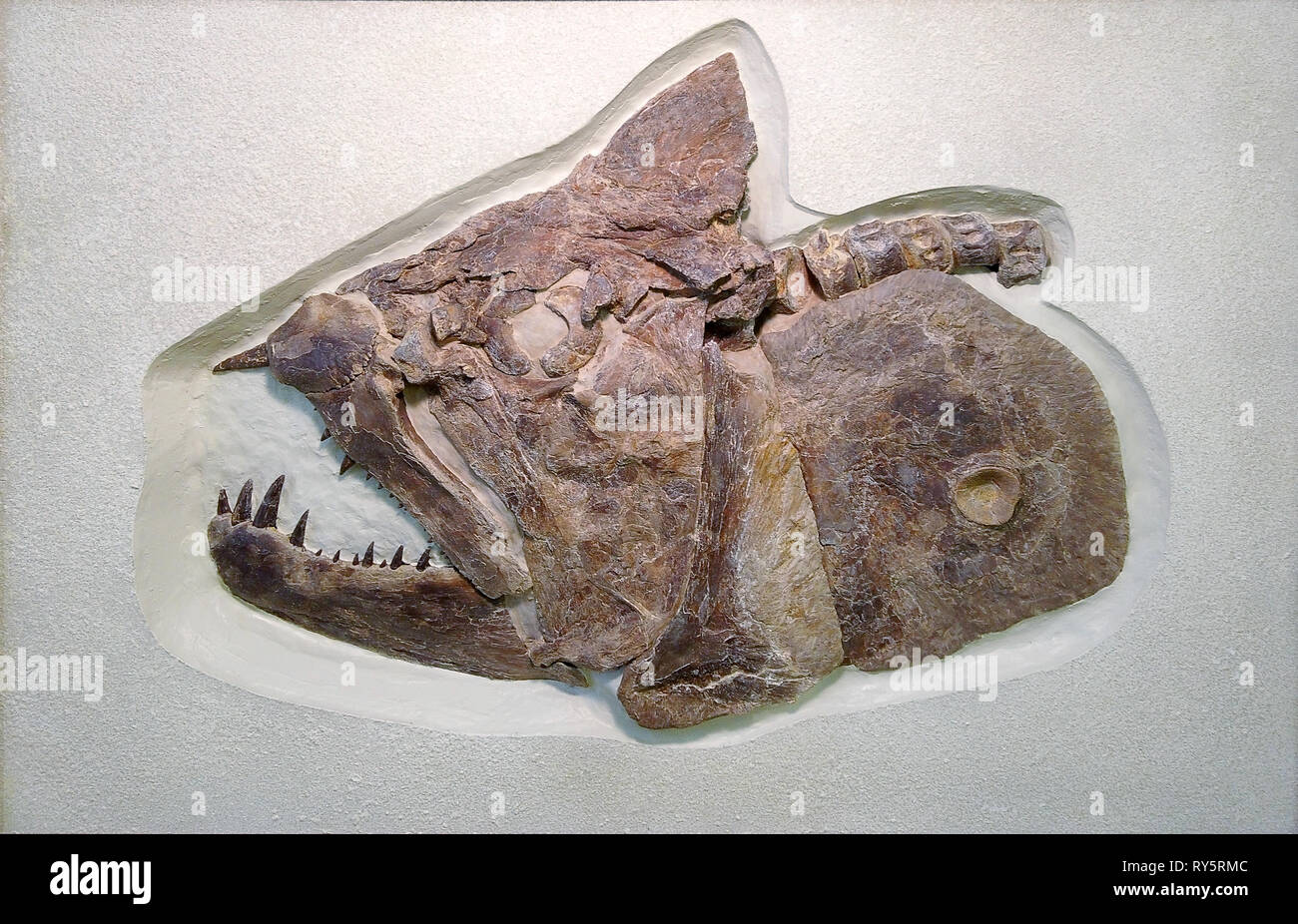 Xiphactinus Audax, Smokey colline Chalk, età cretaceo, Western Kansas, STATI UNITI D'AMERICA Foto Stock