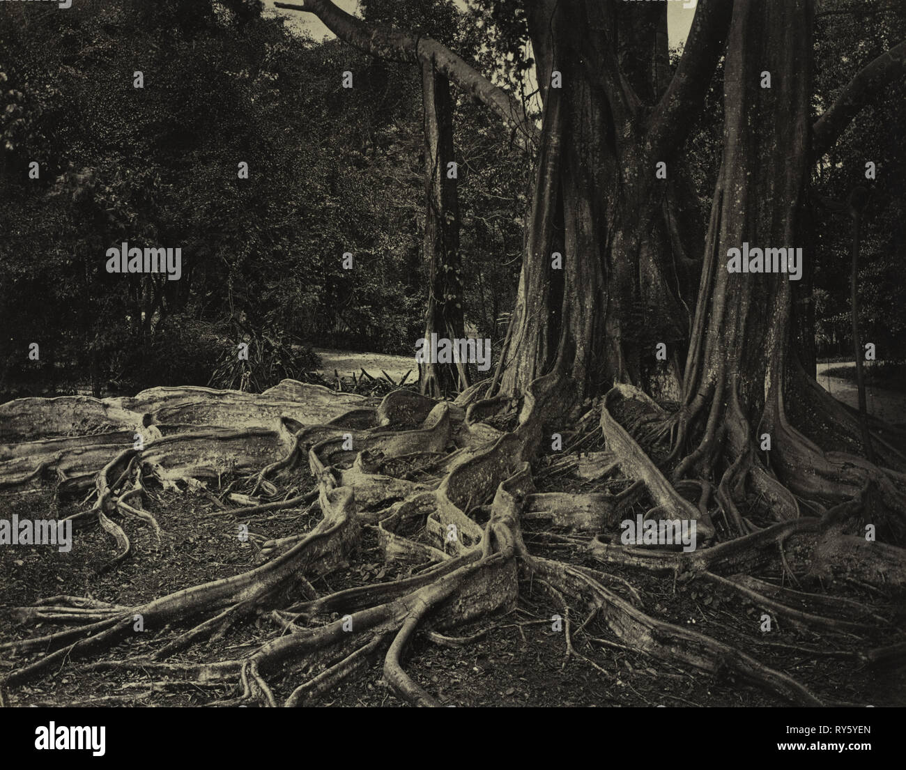 Struttura in gomma, Assam, India (Ficus elastica), c.1880s. Charles T. Scowen (britannico). Albume stampa dal collodio umido negativo; immagine: 22 x 27,8 cm (8 11/16 x 10 15/16 in.); mascherino: 40,6 x 50,8 cm (16 x 20 Foto Stock