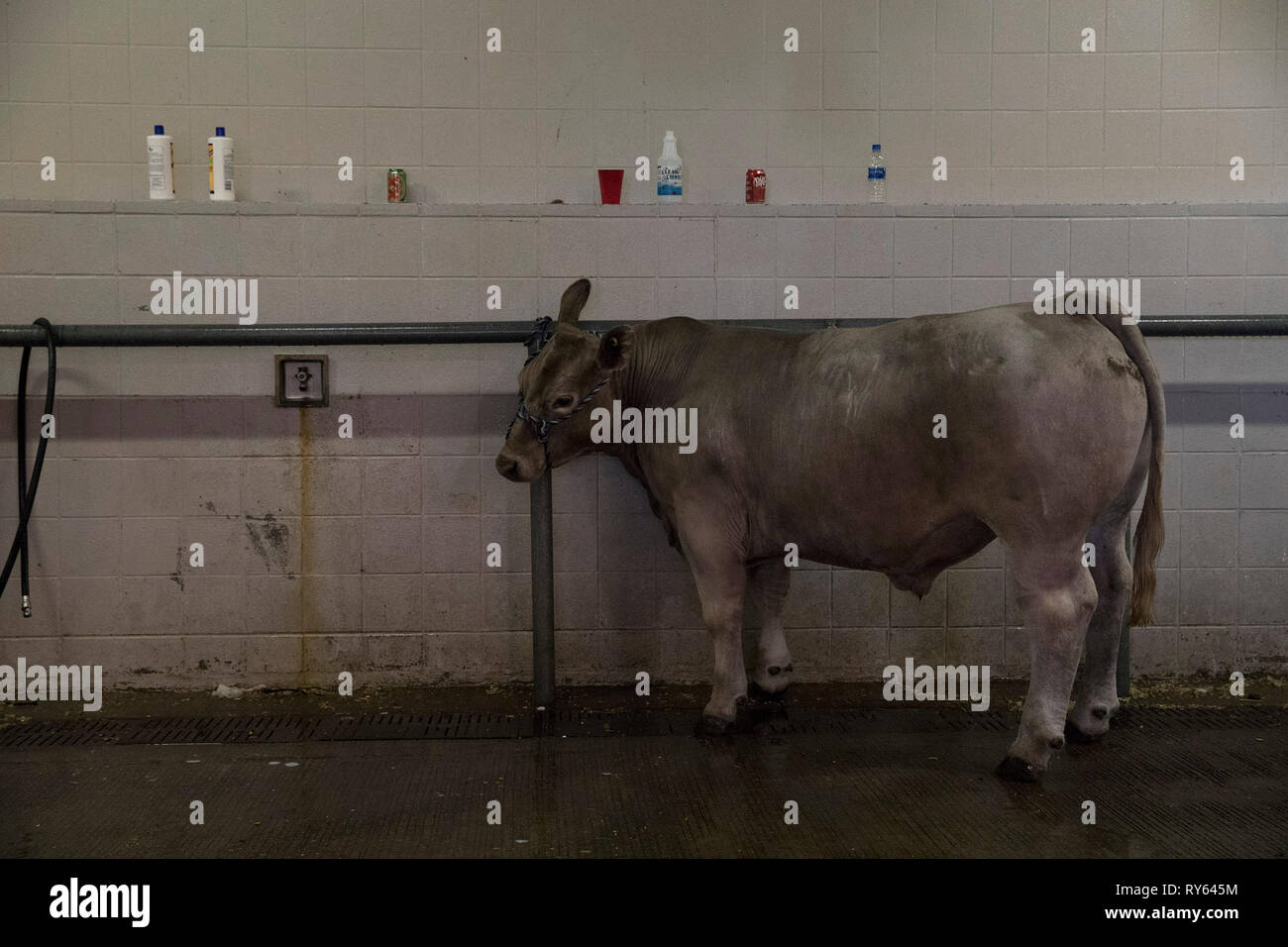 (190312) -- HOUSTON, Marzo 12, 2019 (Xinhua) -- un manzo è bagnata a Houston Livestock Show e Rodeo di Houston, Texas, Stati Uniti, il 11 marzo 2019. Molti genitori hanno avuto i loro bambini a caso lunedì il primo giorno di primavera. L annuale Houston Livestock Show e Rodeo, che sono iniziate il 25 febbraio di quest'anno, si terrà a marzo 17. (Xinhua/Yi-Chin Lee) Foto Stock