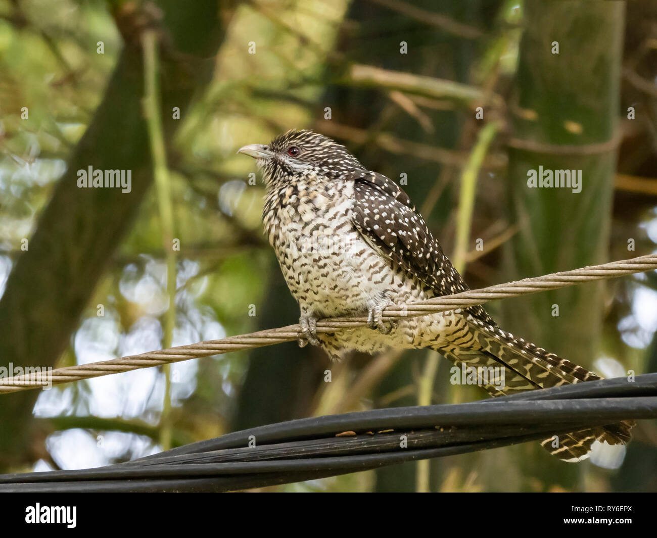 Asian Koel (Eudynamys scolopaceus) gara 'scolopaceus' Foto Stock