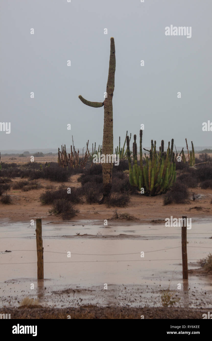 Rancho El Sahuaro, MPO. Caborca, Sonora, Messico Foto Stock