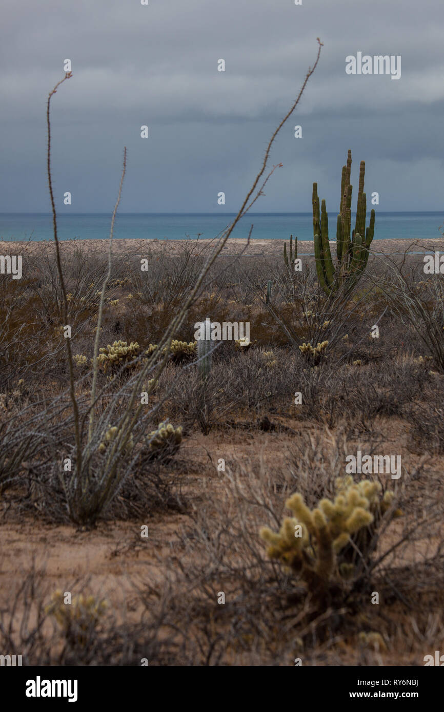 Puerto Lobos, MPO. Caborca, Sonora, Messico Foto Stock