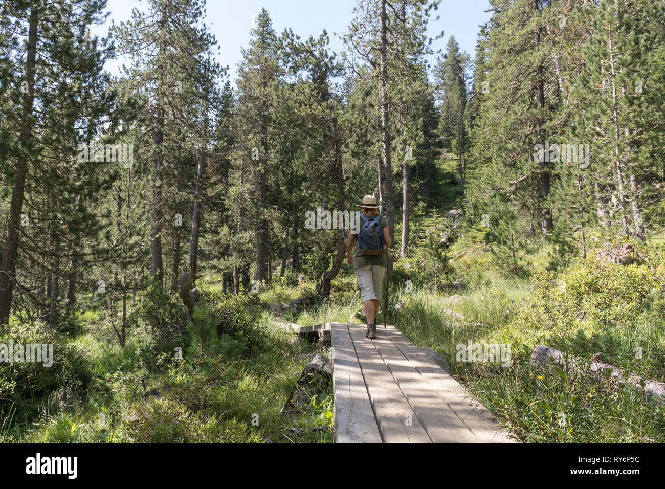 Vista posteriore di un escursionista femmina con zaino passeggiate sul lungomare tra gli alberi nelle foreste Foto Stock
