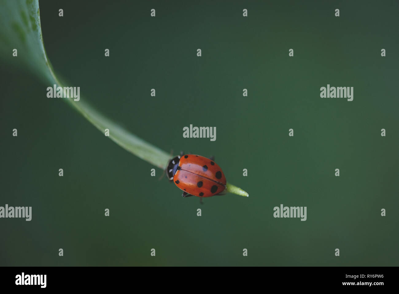 Macro shot della coccinella sulla foglia Foto Stock
