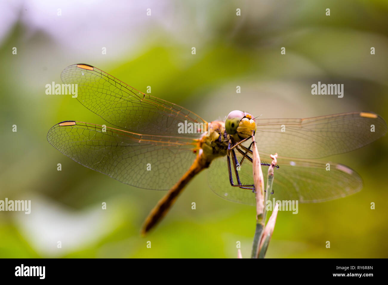 Macro shot di libellula su ramoscello Foto Stock