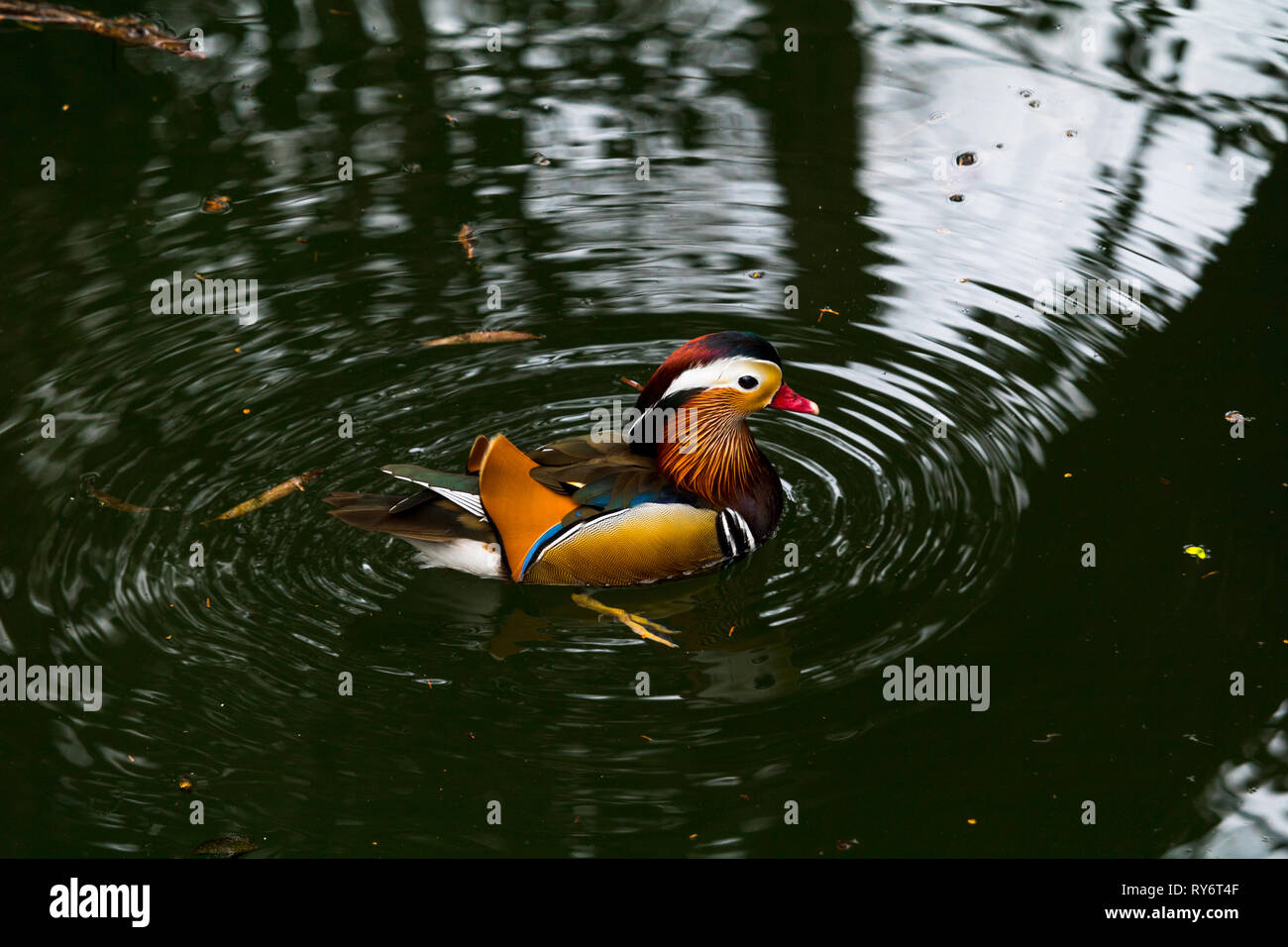 Uccello sull'acqua Foto Stock