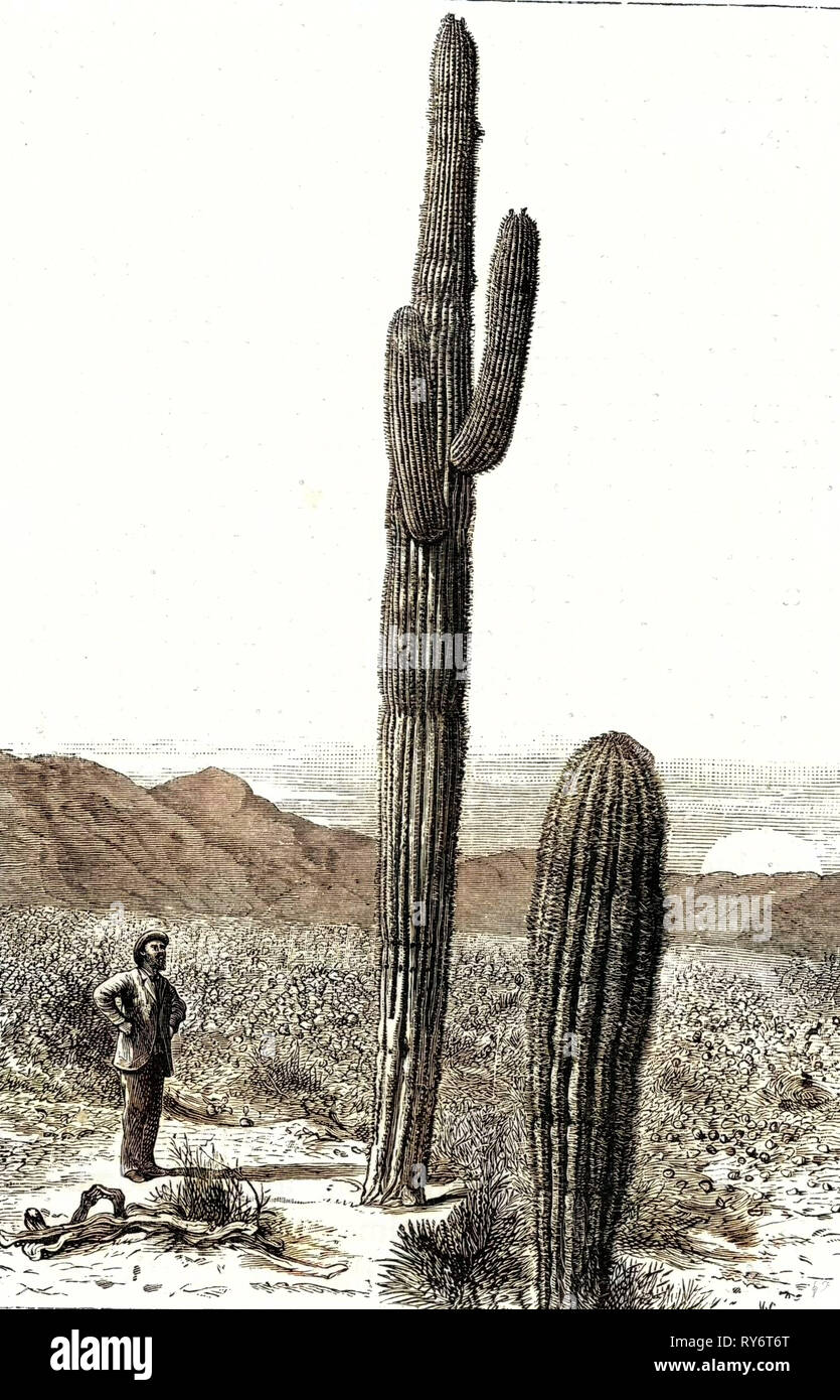 Cactus giganti Arizona 1891 STATI UNITI D'AMERICA Foto Stock