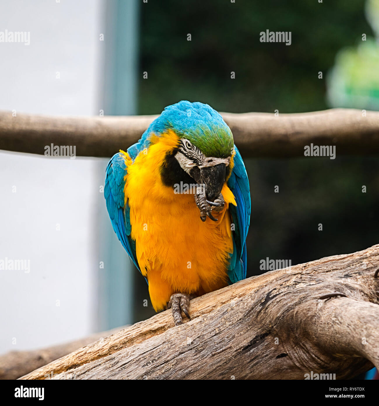 macaw colorato in uno zoo uccello pulizia se stesso Foto Stock