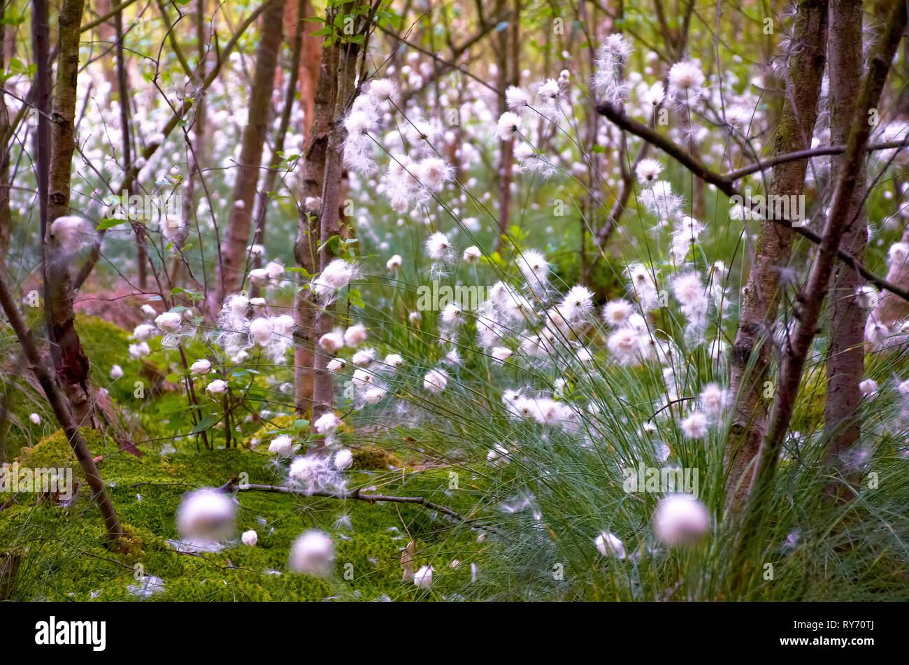 Il cotone gras vaginantum nel paesaggio di Moro Foto Stock