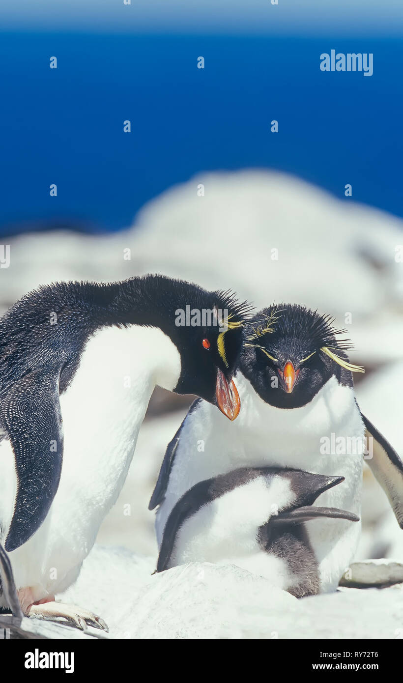 Una famiglia di pinguini saltaroccia (Eudyptes chrysocome chrysocome), Isole Falkland, Atalantic Sud, Sud America Foto Stock