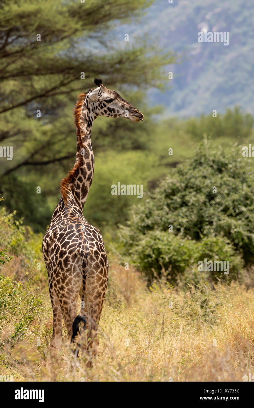 Masai Giraffe (Giraffa camelopardalis tippelskirchi) alimentazione in Lake Manyara National Park, Tanzania Foto Stock