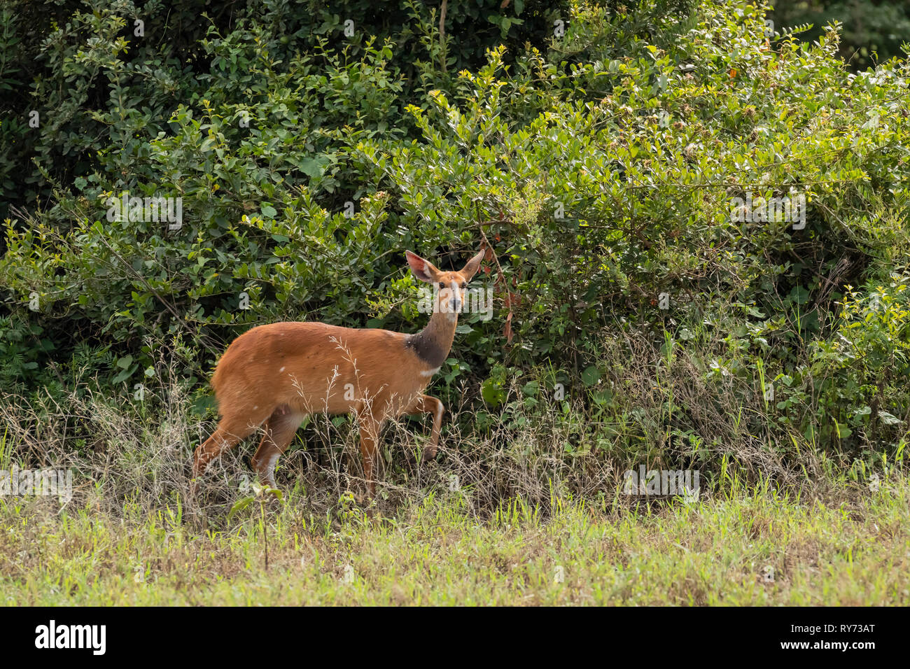 Bushbuck (Tragelaphus scriptus) femmina nei boschi nel cratere di Ngorongoro, Tanzania Foto Stock