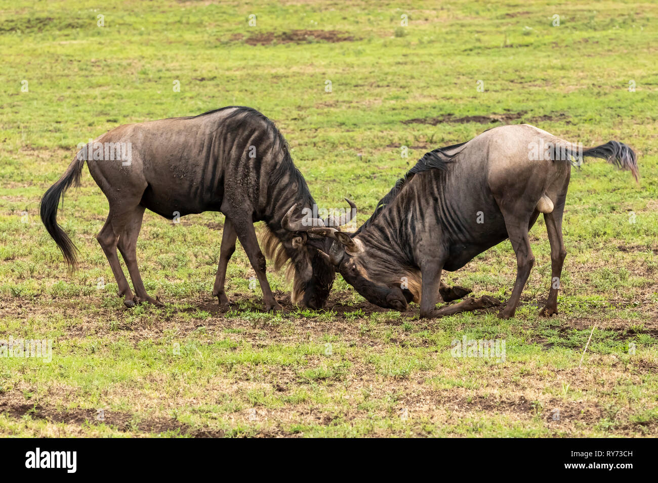 Gnu (Connochaetes taurinus) maschi combattimenti sulla savana nel cratere di Ngorongoro, Tanzania Foto Stock