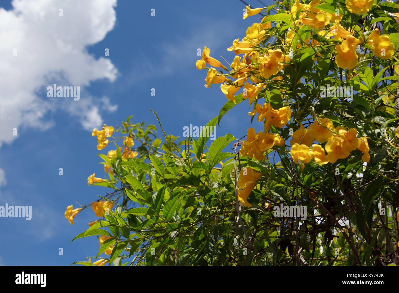 Tecoma Stans. Fiore giallo che fiorisce in ogni stagione in Brasile. Foto Stock