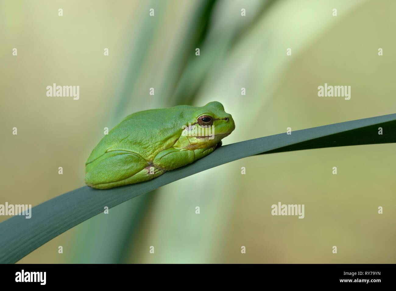 Raganella (Hyla arborea) siede su erba reed, Burgenland, Austria Foto Stock