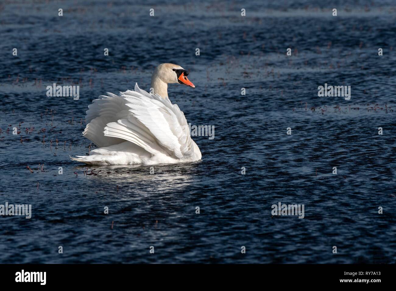 Cigno (Cygnus olor), nuotate nel lago, il comportamento di visualizzazione, Burgenland, Austria Foto Stock