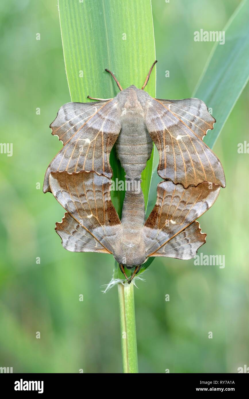 Il PIOPPO Hawk-moth (Laothoe populi), coppia sulla lama di erba, Kopula, Vorarlberg, Austria Foto Stock