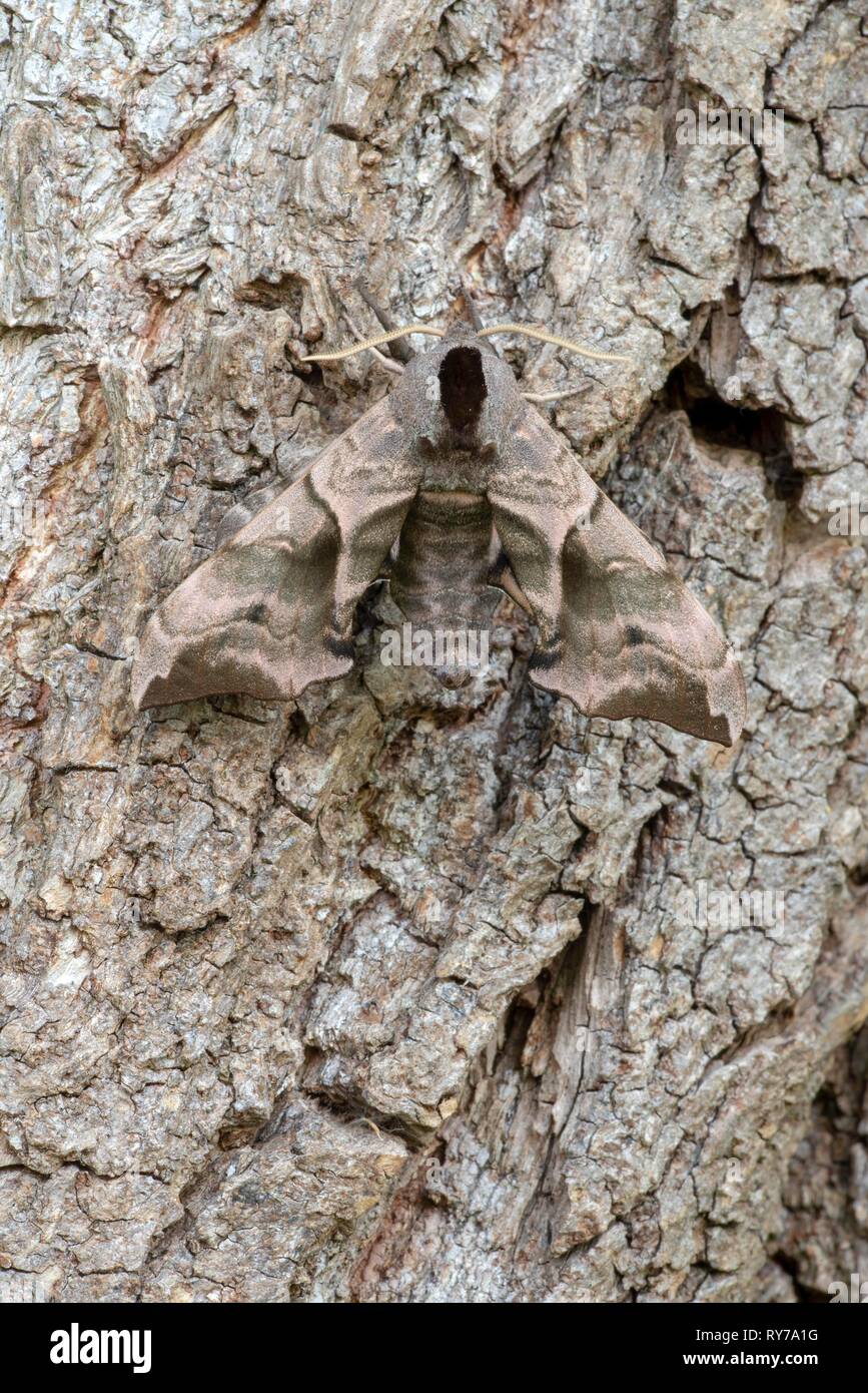 Il PIOPPO Hawk-moth (Laothoe populi) seduta mimetizzata sulla corteccia di un pioppo (populus), Vorarlberg, Austria Foto Stock