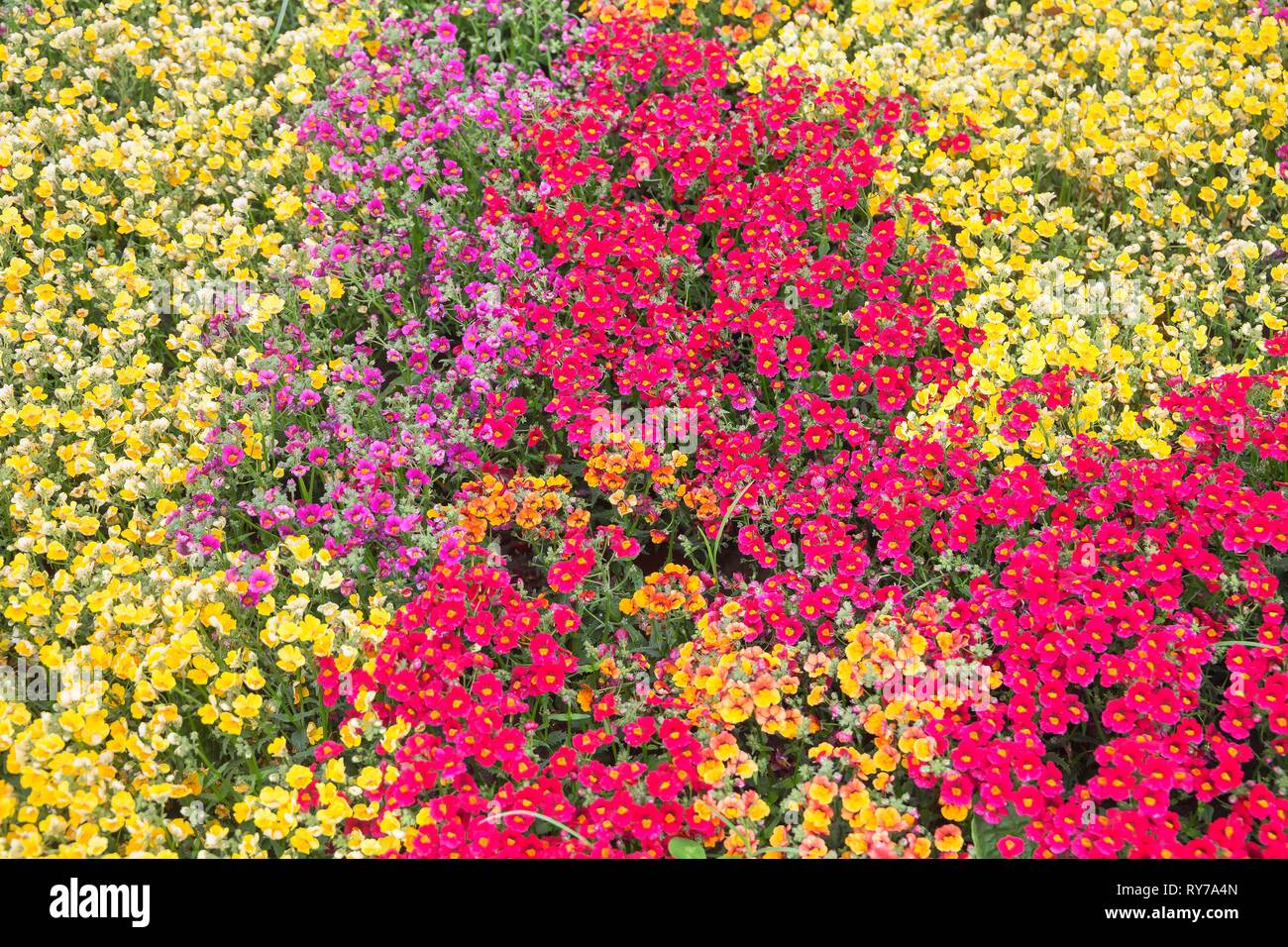 Nemesia (Nemesia), colorata di Campo dei Fiori in piena fioritura, giallo, rosso, viola, Liguria, Italia Foto Stock