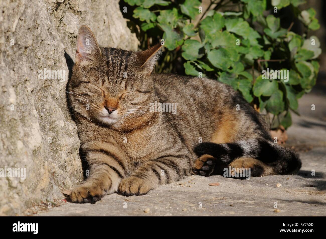 Gatto di casa, sgombro, addormentato pendente contro il muro di casa, Austria Foto Stock