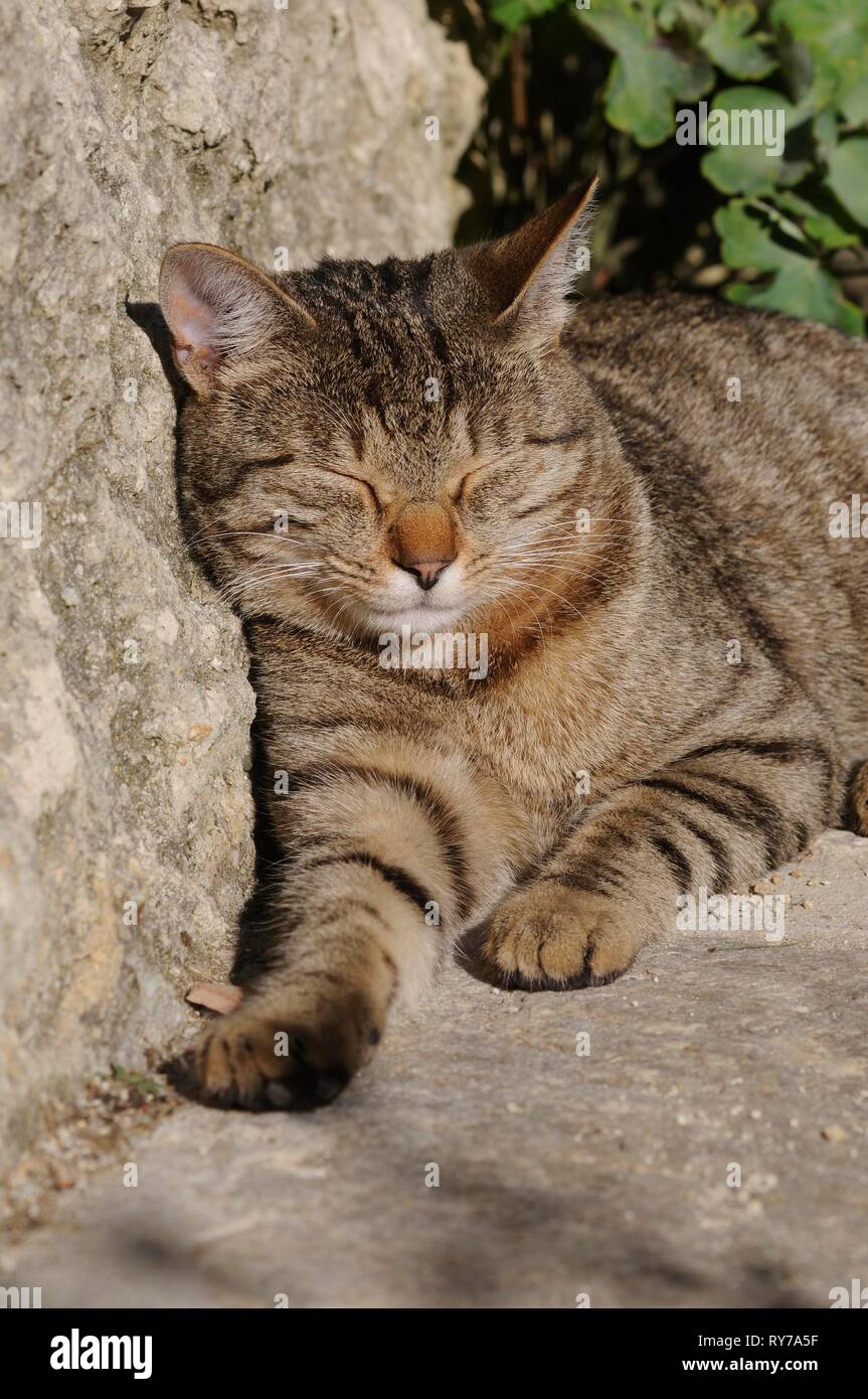 Gatto di casa, sgombro, addormentato pendente contro il muro di casa, Austria Foto Stock