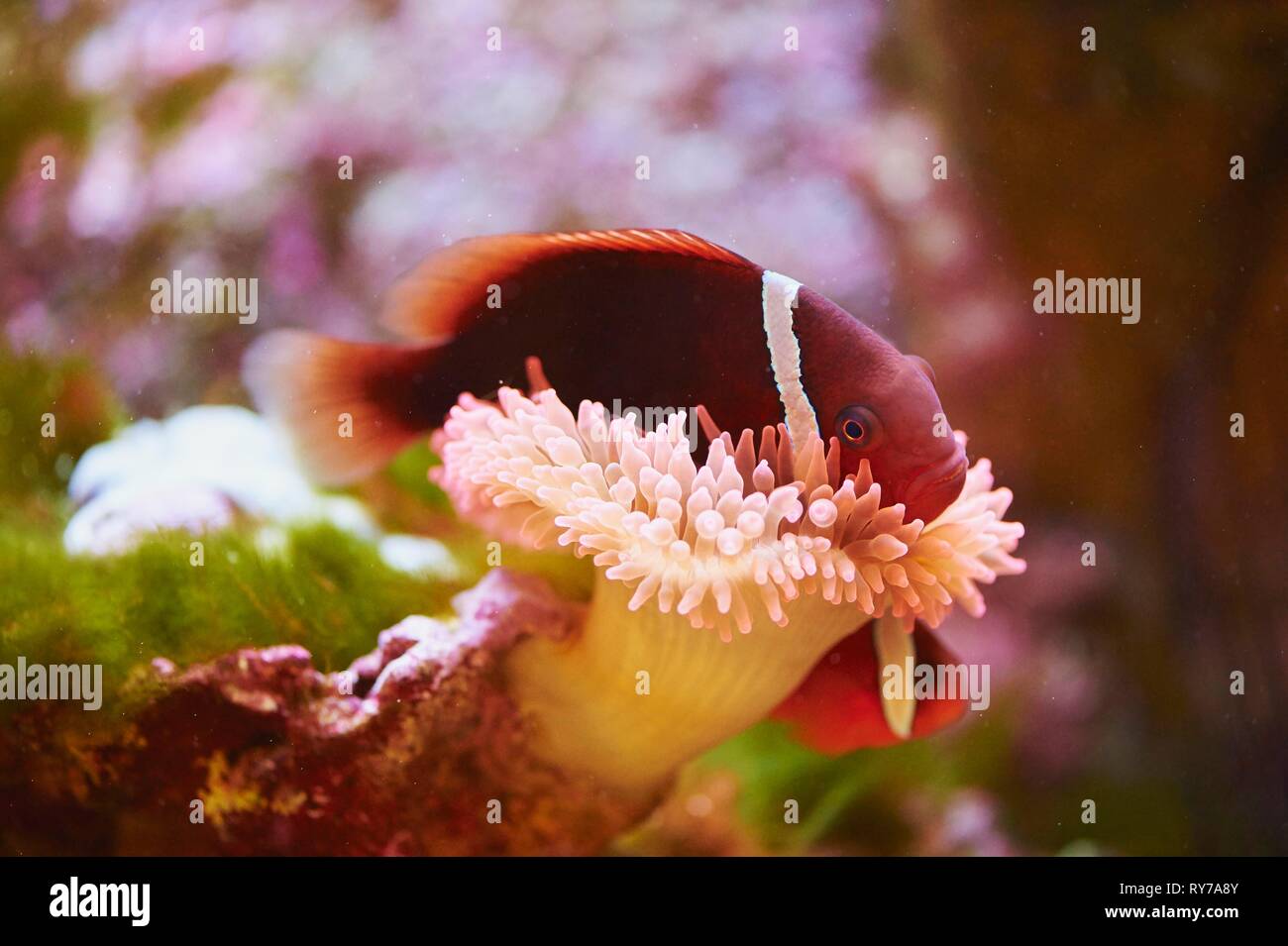Il pomodoro clownfish (Amphiprion frenatus) in un acquario, captive, Germania Foto Stock