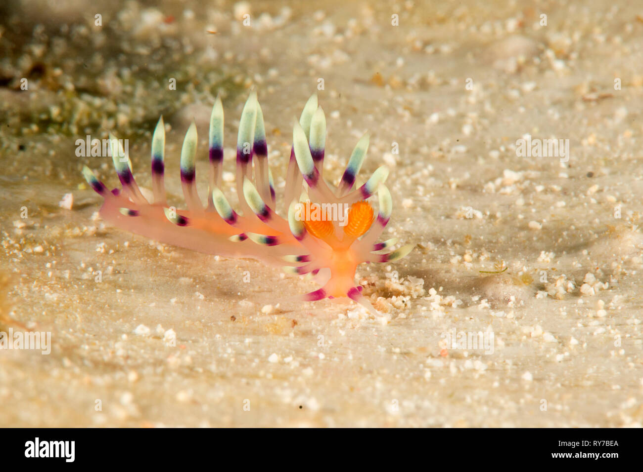 Macro di un tanto desiderato o desiderabile flabellina ( Flabellina exoptata ) strisciando sulla barriera corallina di Bali, Indonesia Foto Stock