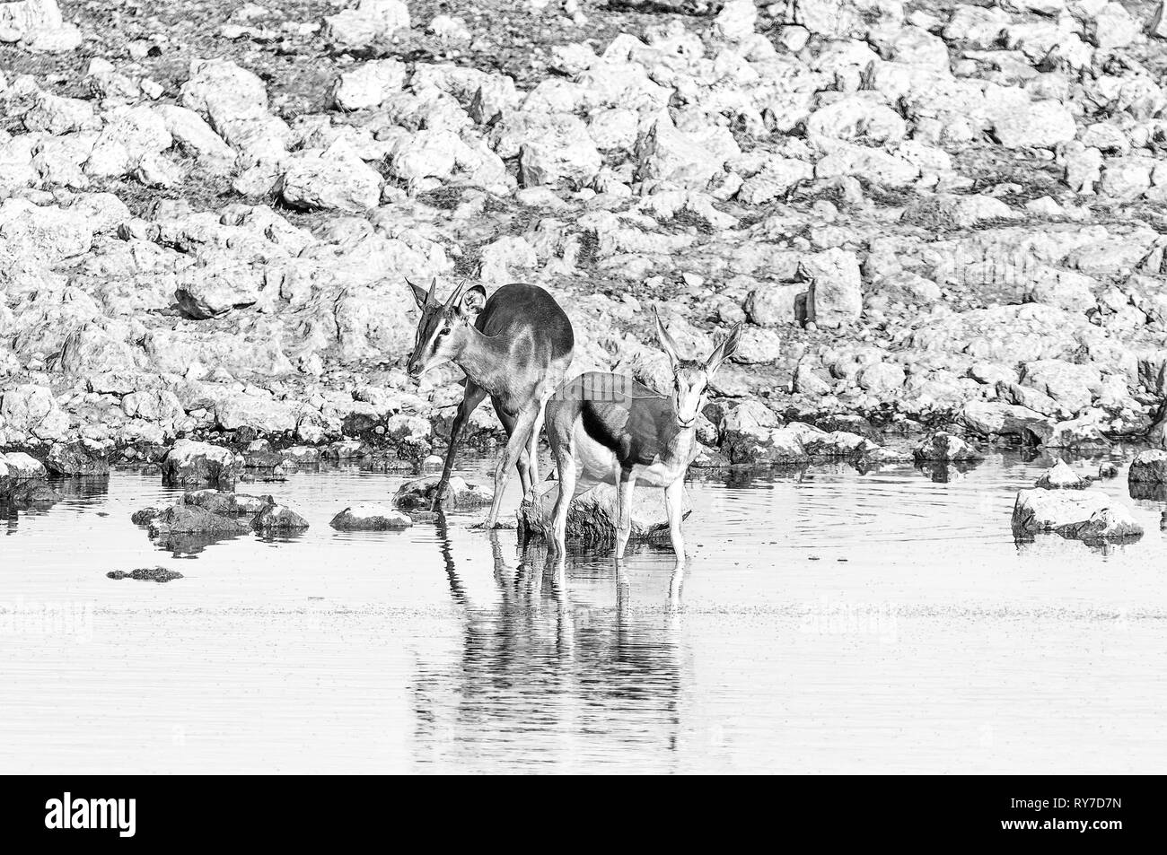 Un giovane impala ram (Aepyceros melampus) e un giovane springbok (Antidorcas marsupialis) in un fiume nel nord della Namibia. Monocromatico Foto Stock