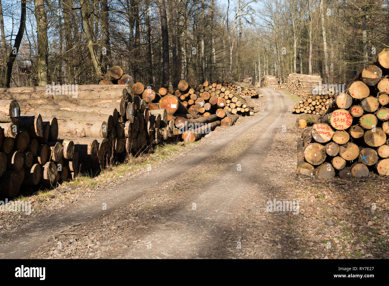 Silvicoltura dopo il ciclone Friederike, vicino Oberweser, Weser Uplands, Weserbergland, Hesse, Germania Foto Stock