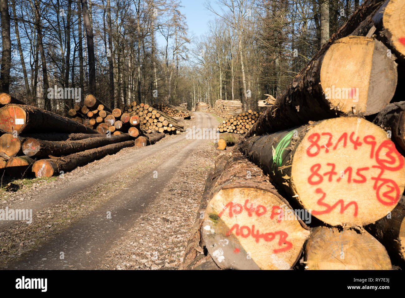 Silvicoltura dopo il ciclone Friederike, vicino Oberweser, Weser Uplands, Weserbergland, Hesse, Germania Foto Stock