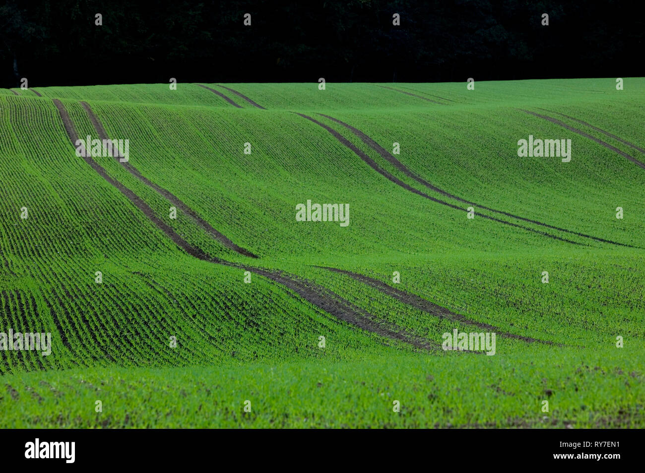 Glacially formato colline, Schleswig-Holstein, Germania, Europa Foto Stock