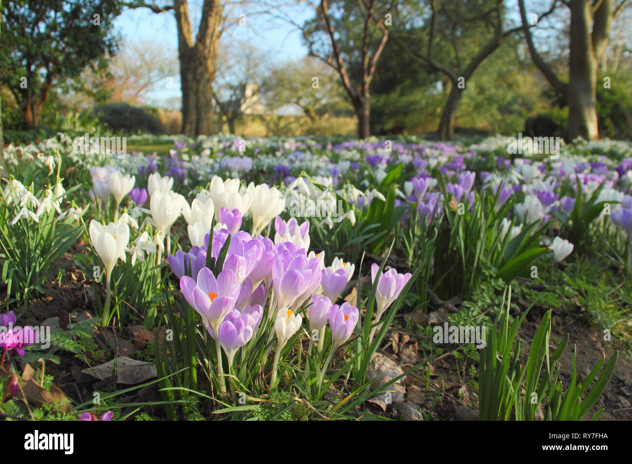 Bucaneve e crocus in un giardino a Doddington Hall, Lincolnshire - tardo inverno, primavera, REGNO UNITO Foto Stock