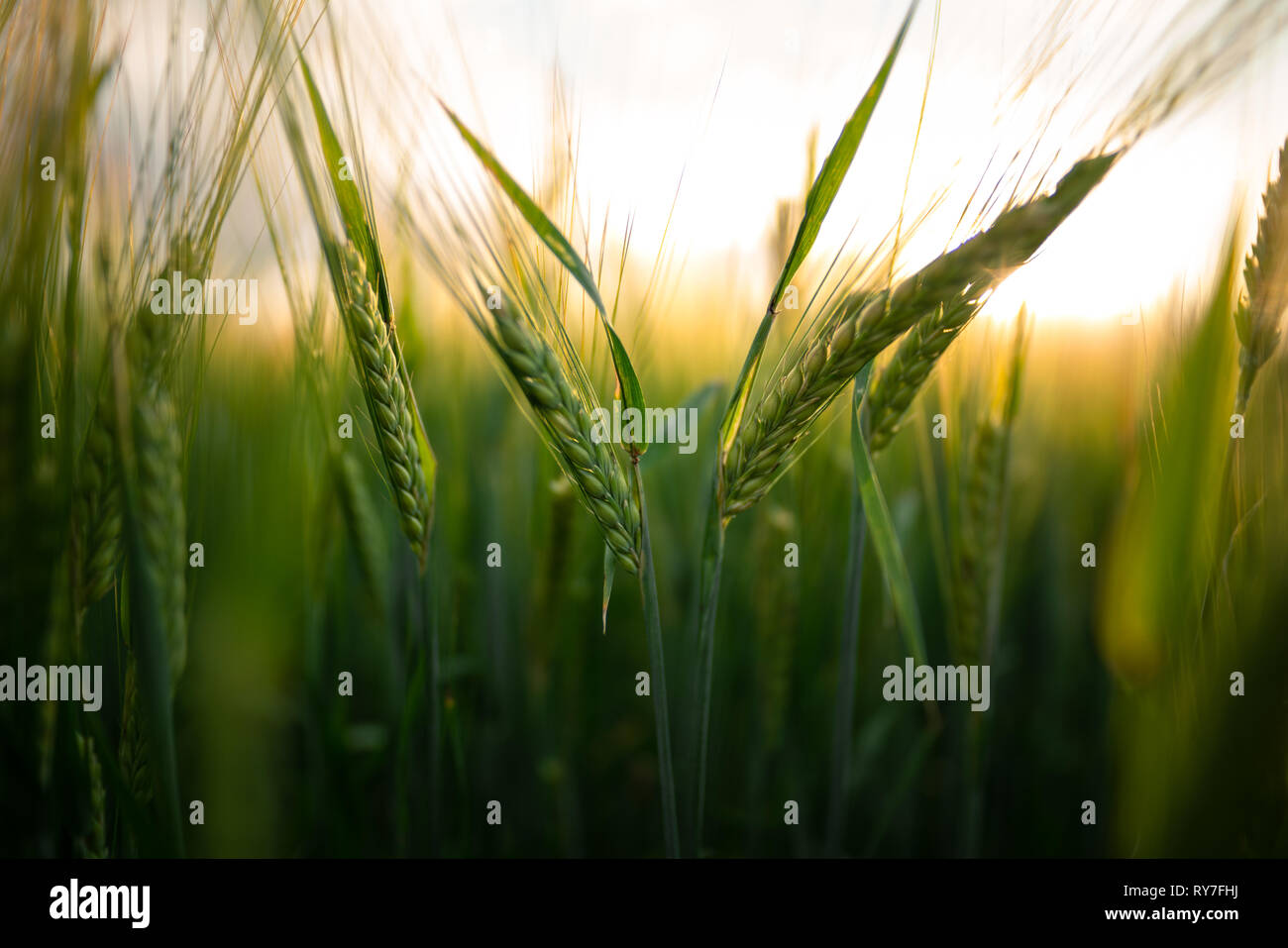 Giovani del raccolto di grano di close-up Foto Stock