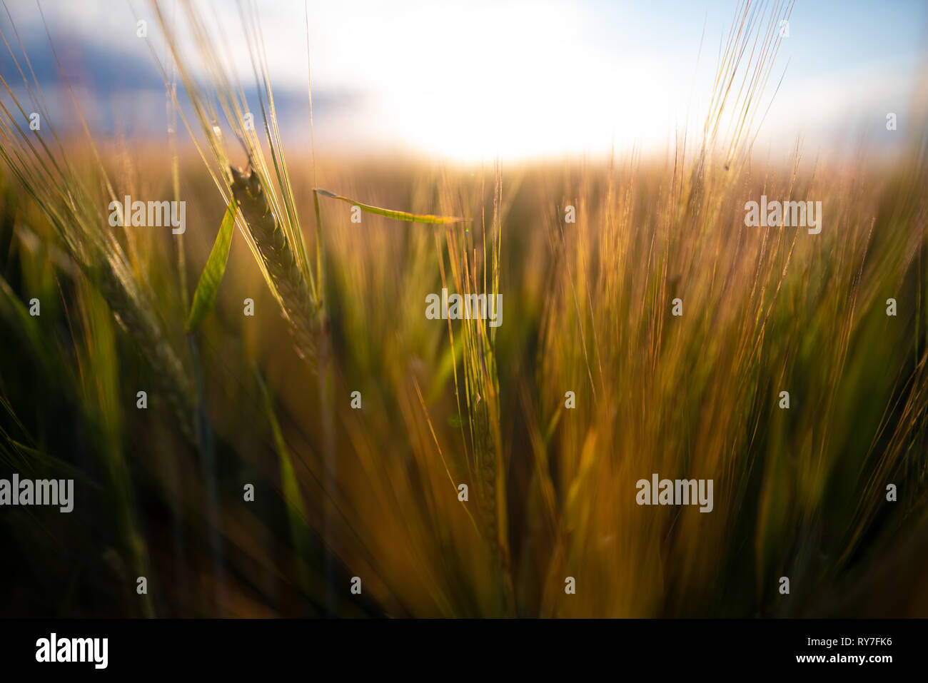 Giovani del raccolto di grano di close-up Foto Stock