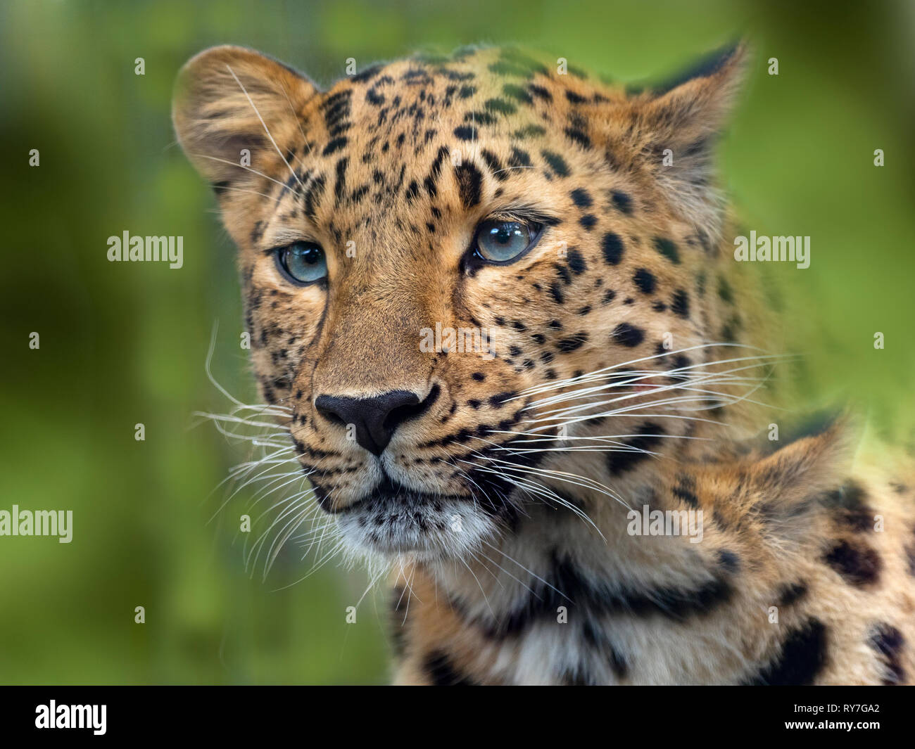 Amur leopard Panthera pardus orientalis captive Foto Stock