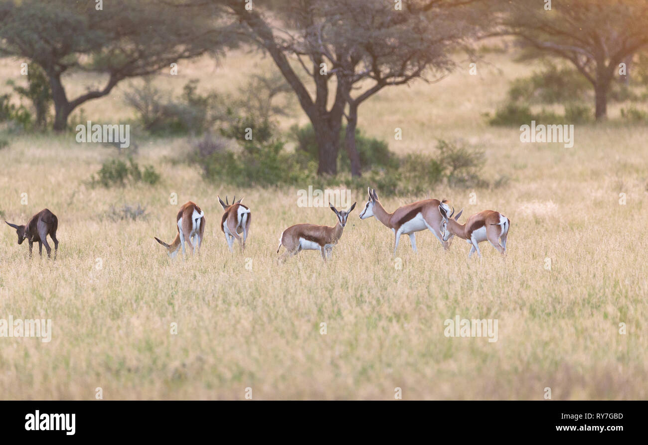 Springbok (Antidorcas marsupialis) allevamento o di gruppo con un bambino curioso cercando o rendendo il contatto visivo nella savana erba al tramonto Mokala Parco Nazionale Foto Stock
