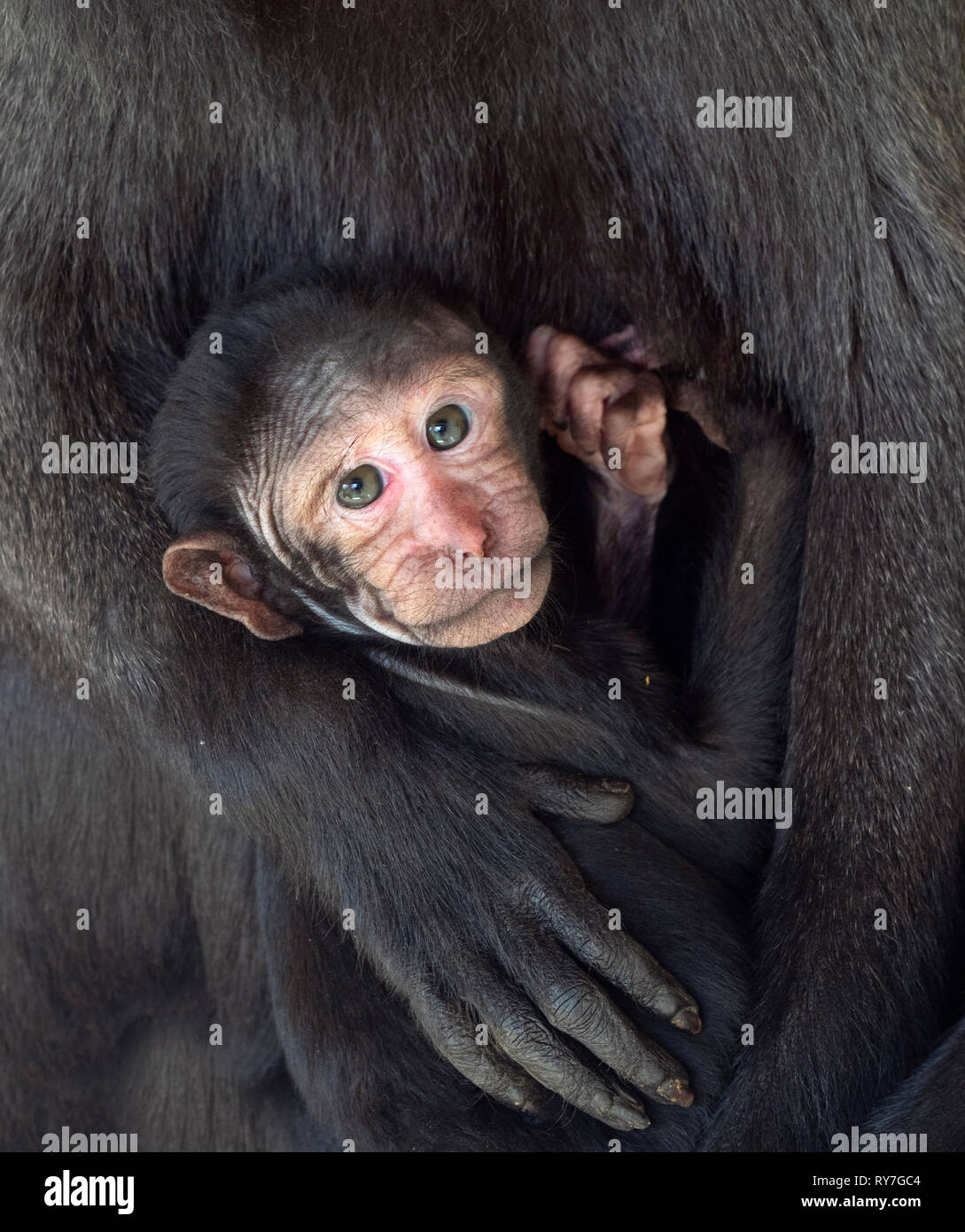 Celebes crested macaque Macaca nigra noto anche come crested macaco nero, Sulawesi crested macaco o il black ape,con il bambino Foto Stock