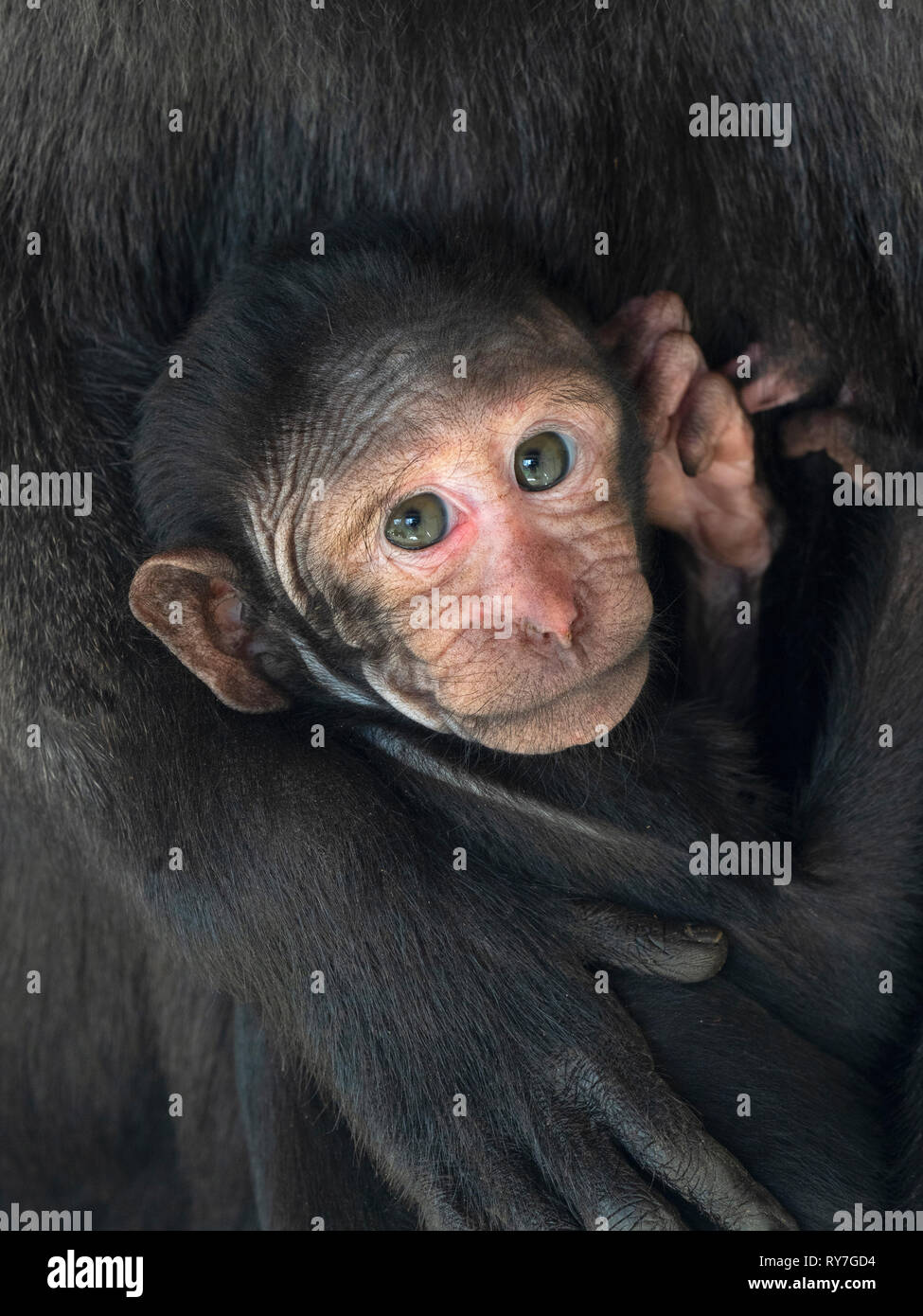 Celebes crested macaque Macaca nigra noto anche come crested macaco nero, Sulawesi crested macaco o il black ape,con il bambino Foto Stock