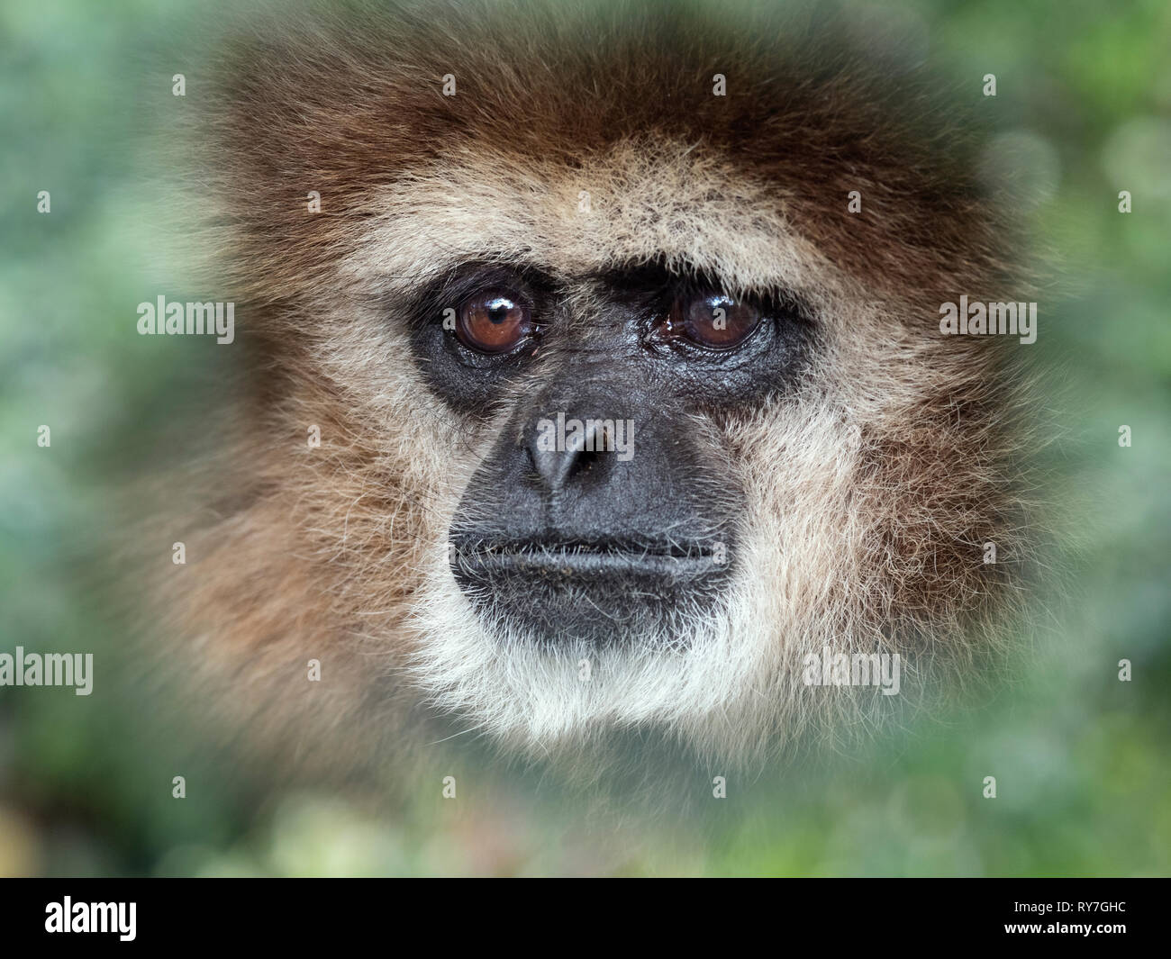 Lar gibbone Hylobates lar noto anche come il bianco-consegnato gibbone captive Foto Stock
