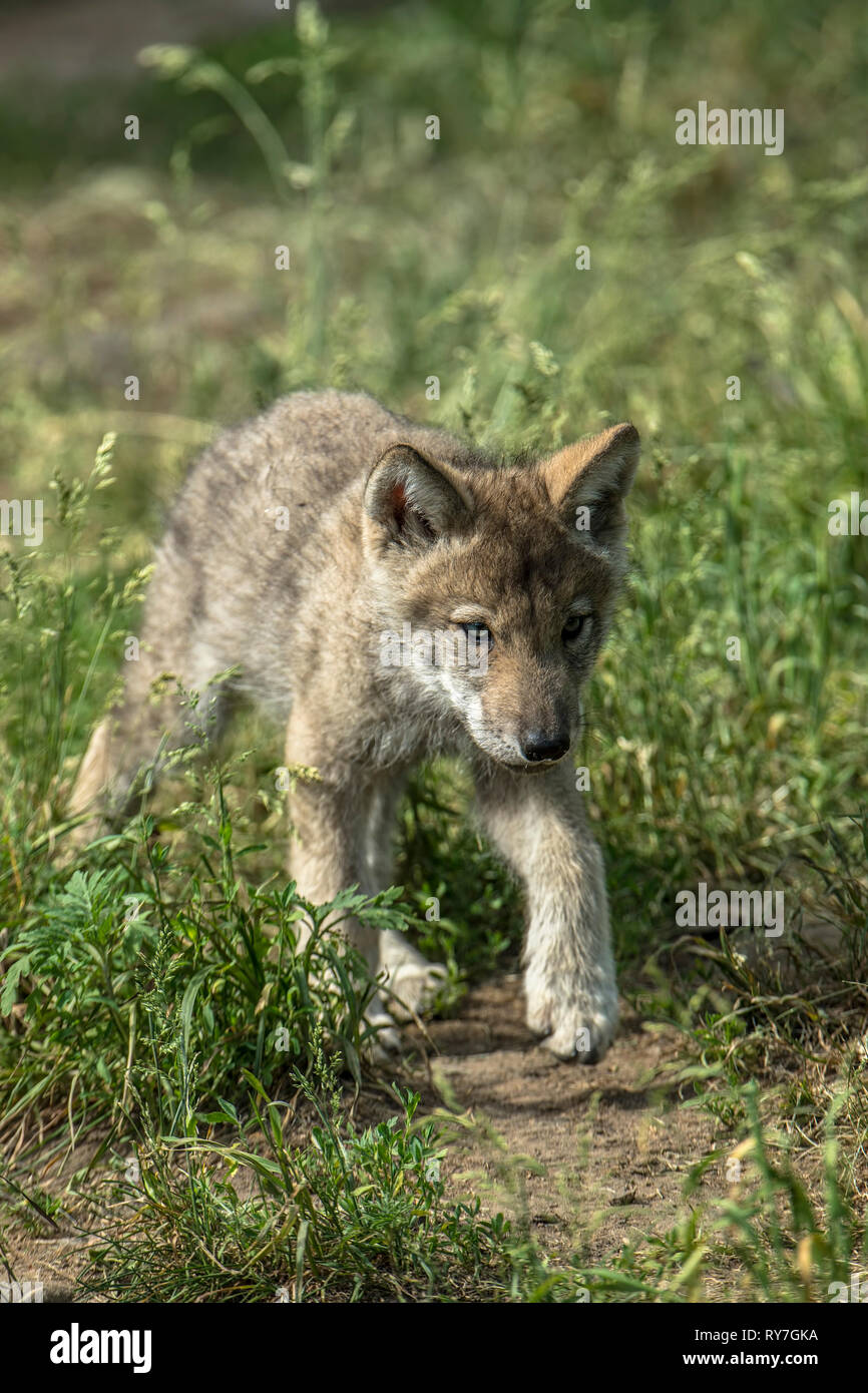 Cucciolo di lupo a piedi in erba Foto Stock