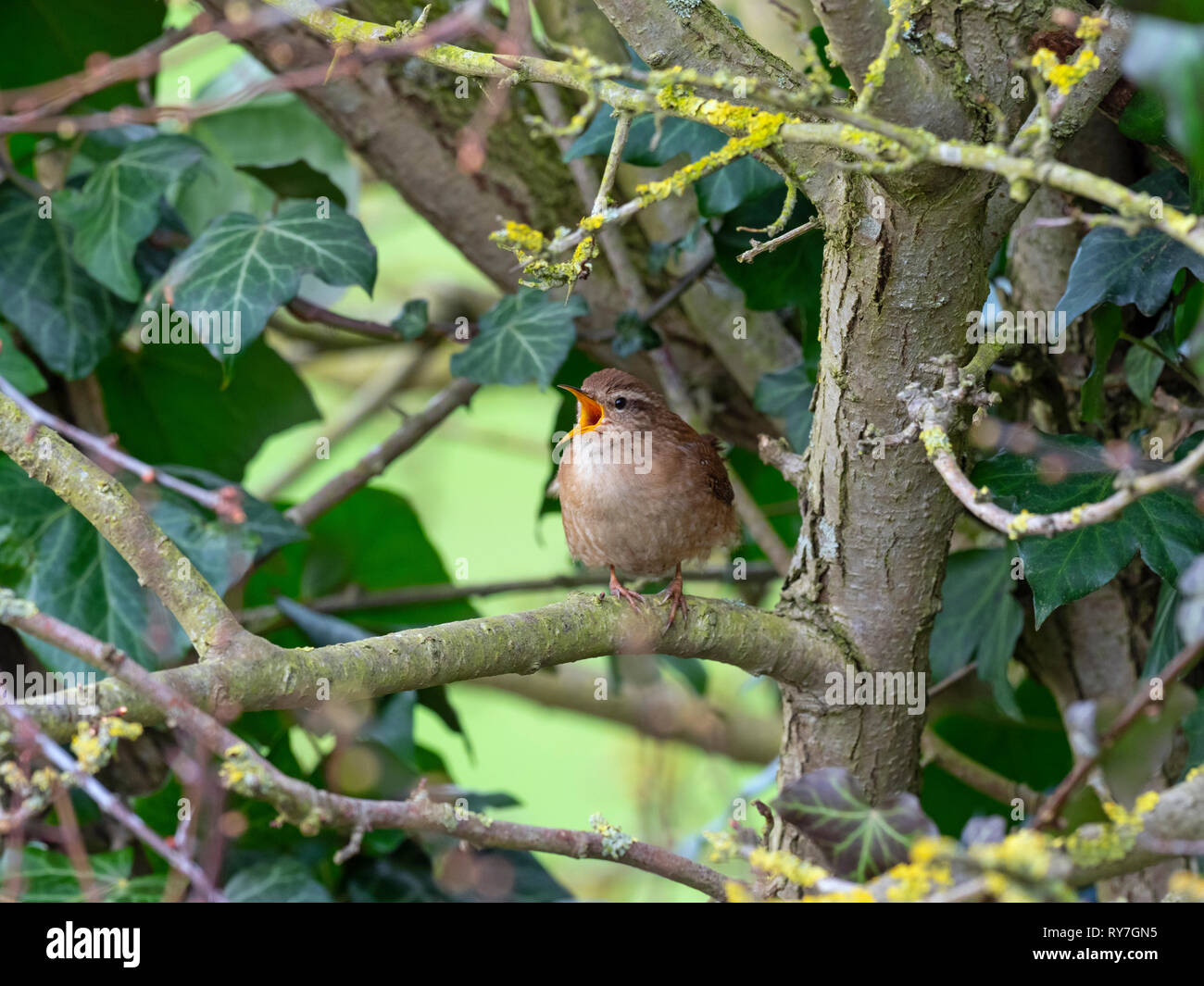 Scricciolo Troglodytes troglodytes cantando Norfolk estate Foto Stock