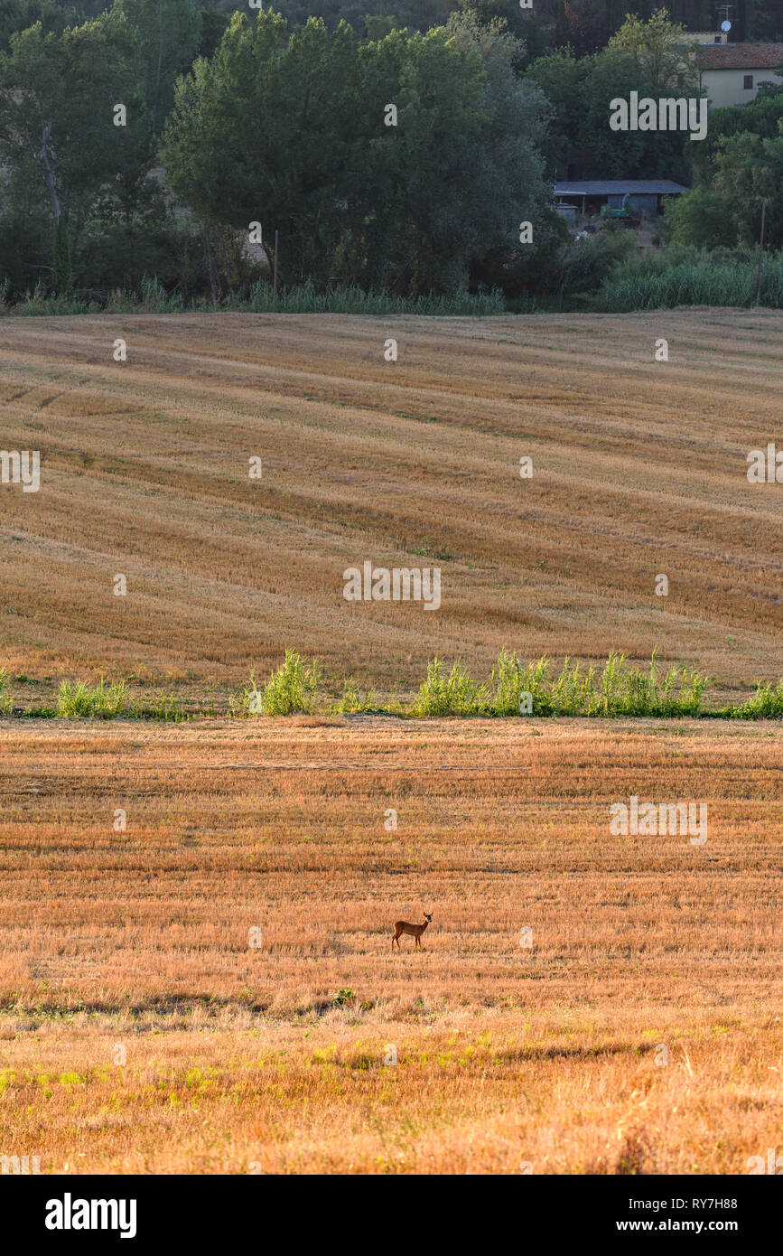 Deer avvistato in una distanza, in un luogo asciutto campo di grano in un assolato pomeriggio tardi il giorno in Toscana, Italia Foto Stock