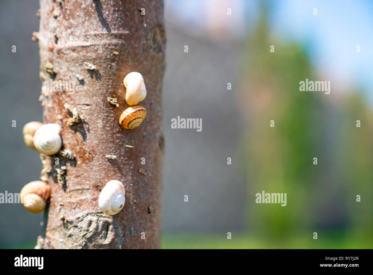 Snail permanente sulla struttura ad albero Foto Stock