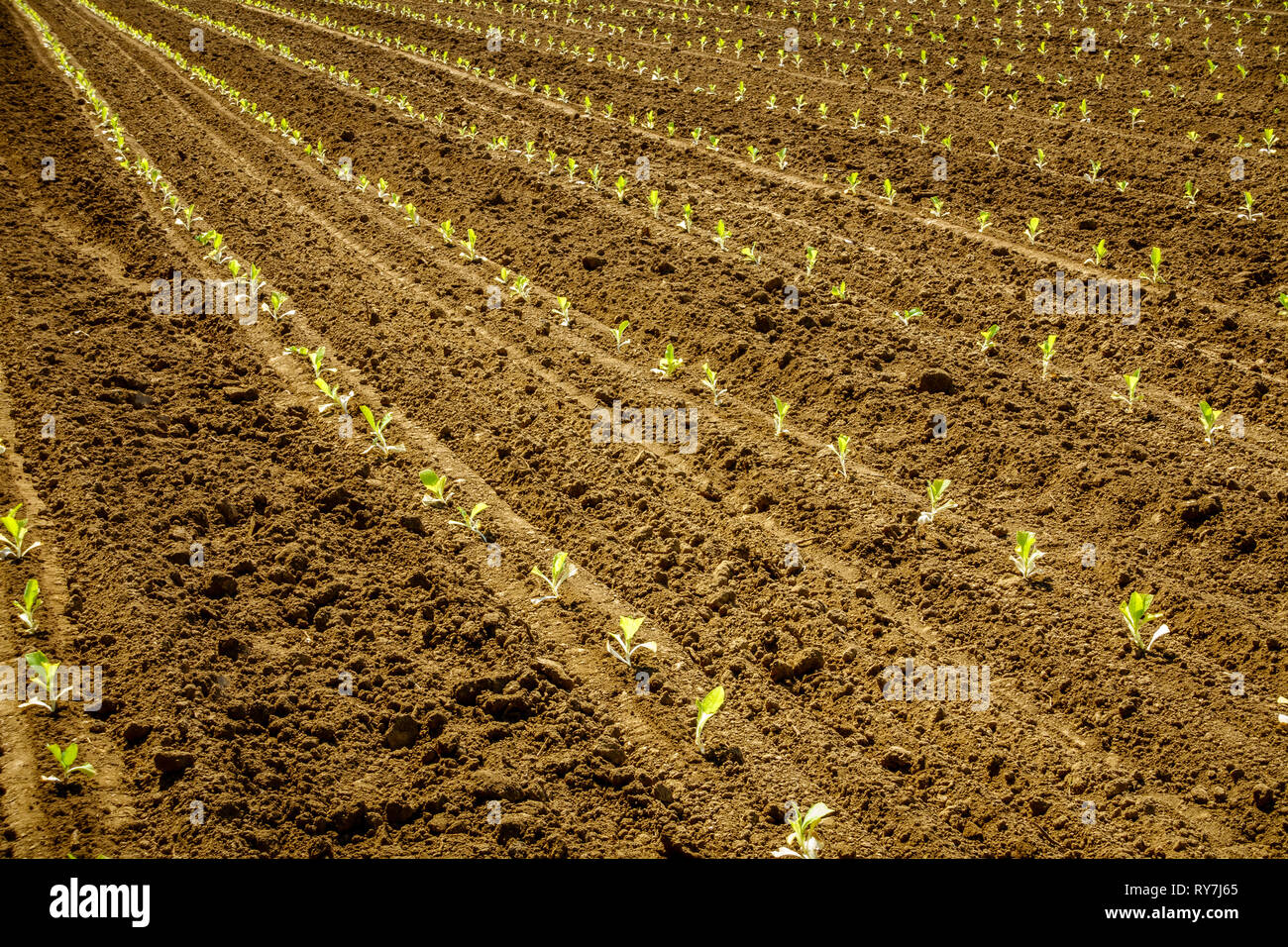 Appena piantati i germogli di tabacco nel campo del Central Kentucky Foto Stock